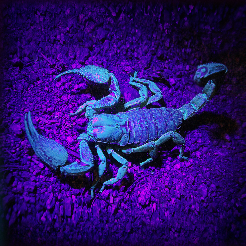 NOVEMBRE87 - IN CAUDA VENENUM 10" PURPLE